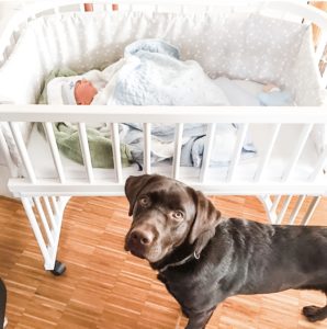Dog next to baby who is co-sleeping in bedside co-sleeper | babybay bedside bassinets